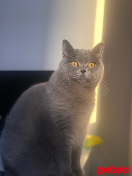 British Shorthair, Kedi  Mika fotoğrafı