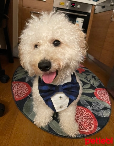 Poodle (Minyatür Kaniş), Köpek  Uzay fotoğrafı