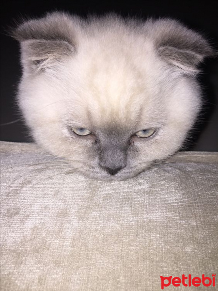Scottish Fold, Kedi  istanbul fotoğrafı