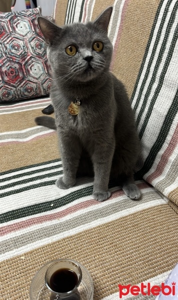 Brazilian Shorthair, Kedi  şans fotoğrafı