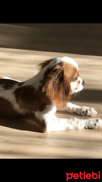 Cavalier King Charles Spanieli, Köpek  coffee fotoğrafı