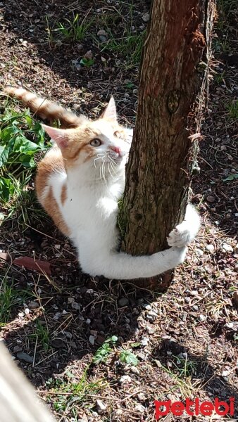 Sarman, Kedi  Köpük fotoğrafı