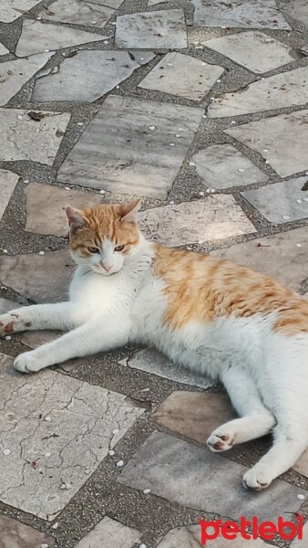 Sarman, Kedi  Köpük fotoğrafı