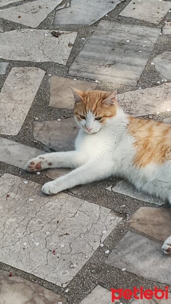 Sarman, Kedi  Köpük fotoğrafı