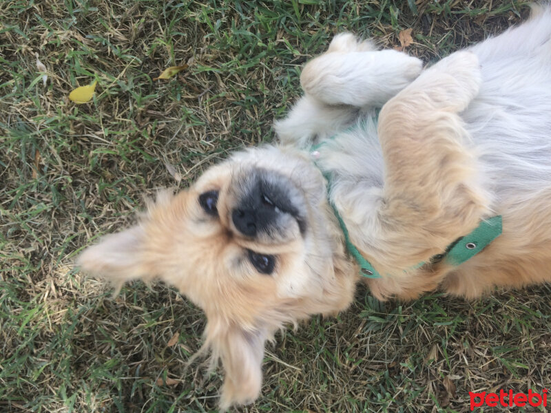 Pekingese, Köpek  Lesi❤️ fotoğrafı