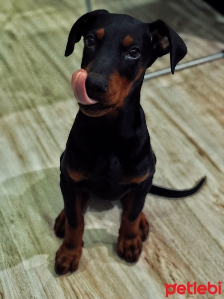 Doberman Pinscher, Köpek  Chıvas fotoğrafı