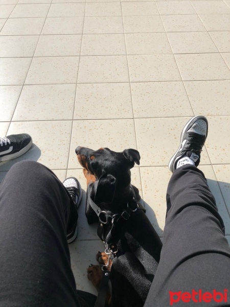 Doberman Pinscher, Köpek  Chıvas fotoğrafı