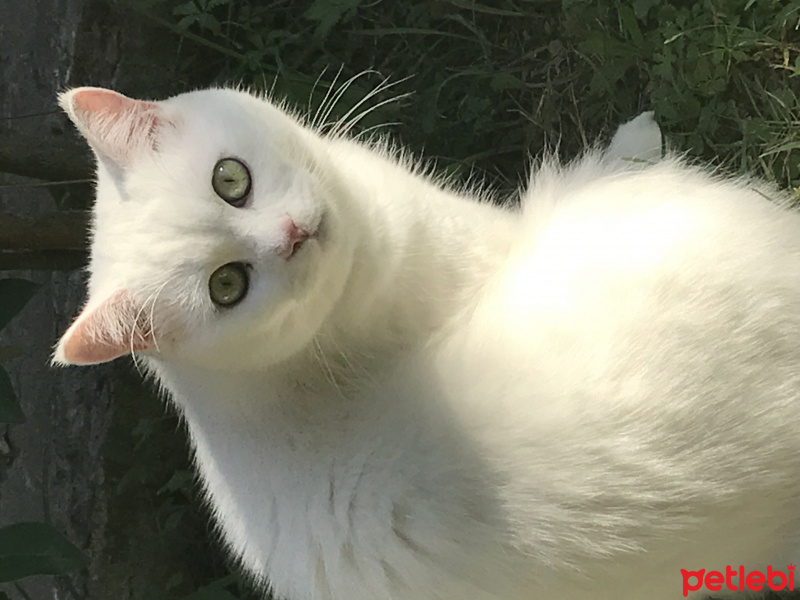 British Shorthair, Kedi  Timy fotoğrafı