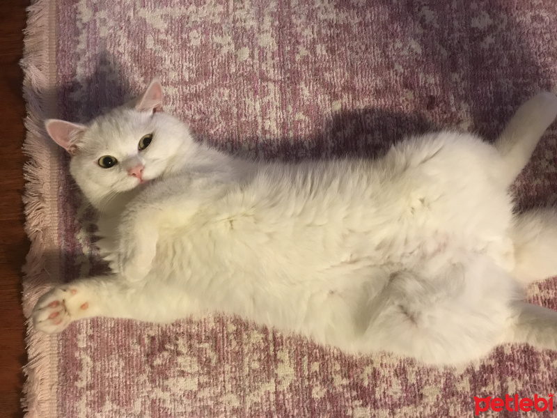 British Shorthair, Kedi  Timy fotoğrafı