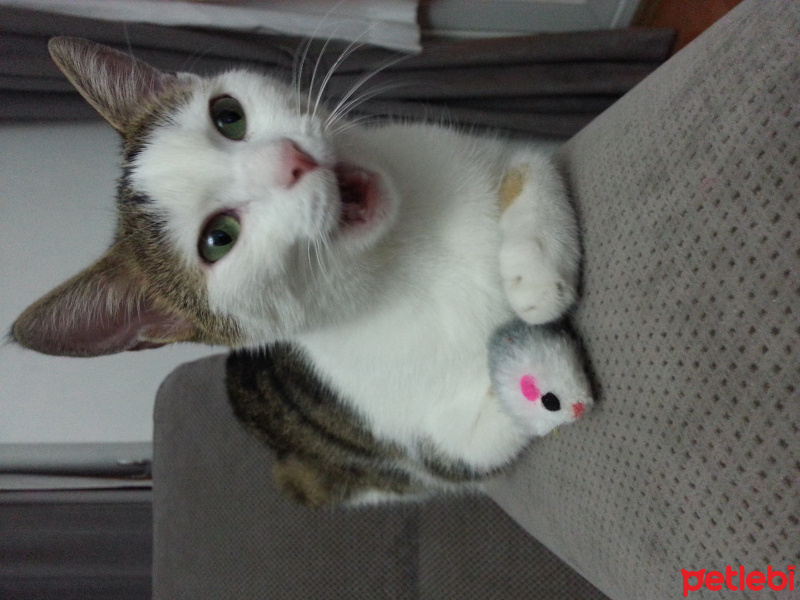 Tekir Kedi, Kedi  Daisy fotoğrafı