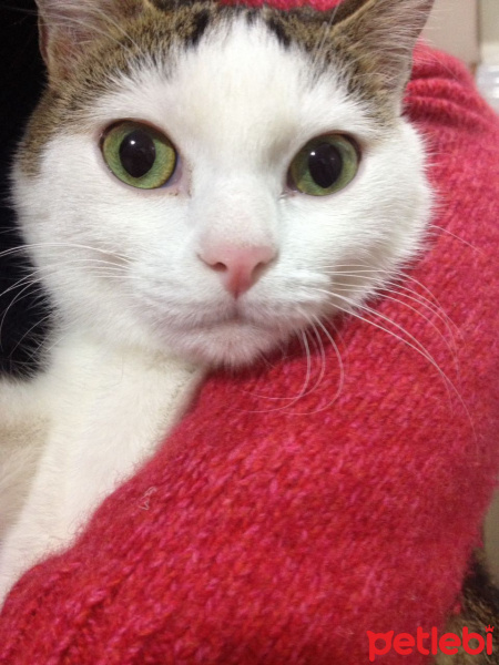 Tekir Kedi, Kedi  Daisy fotoğrafı