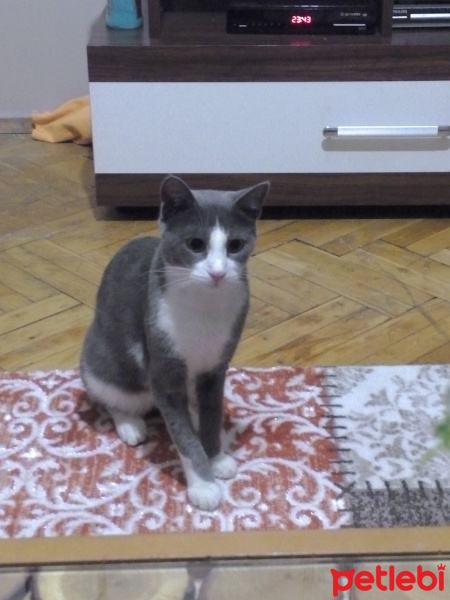 Mavi Rus, Kedi  JANTİ fotoğrafı