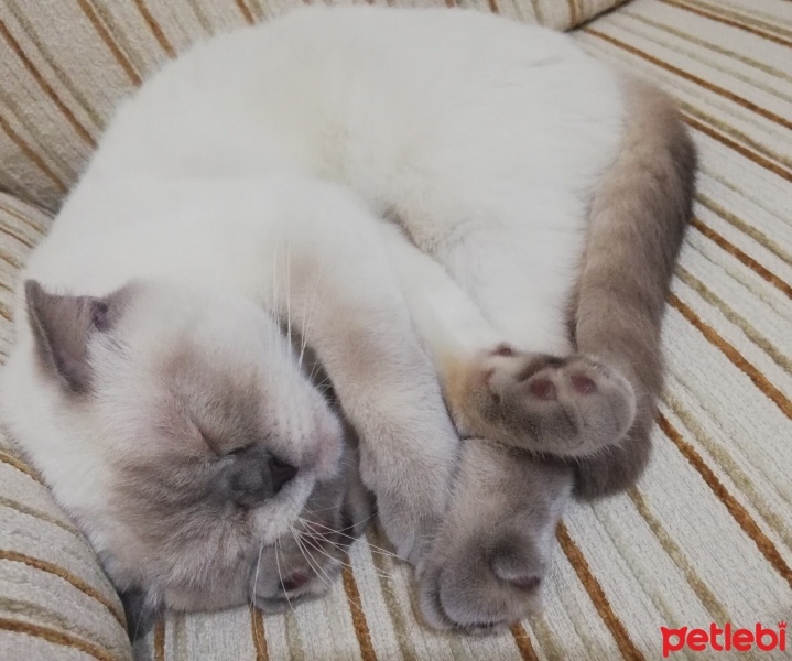 Scottish Fold, Kedi  Bıdık fotoğrafı