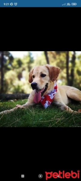 Golden Retriever, Köpek  Şans fotoğrafı