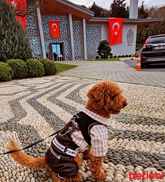 Poodle(Standart Kaniş), Köpek  Luka fotoğrafı