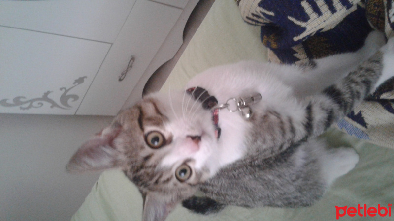 Tekir Kedi, Kedi  Oscar Odin fotoğrafı