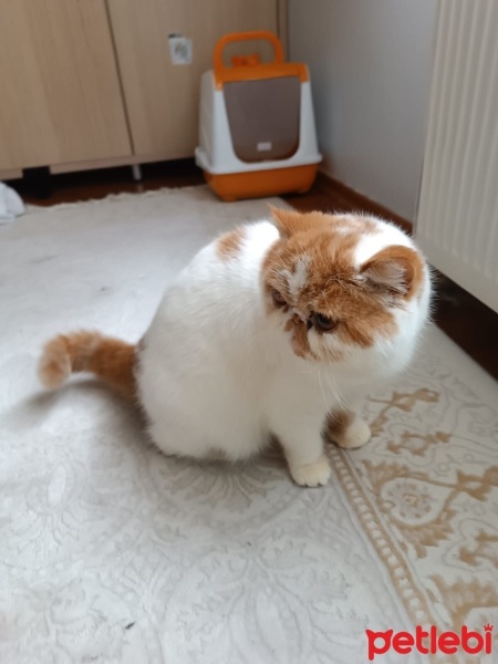 İran Kedisi (Persian), Kedi  tarçın fotoğrafı