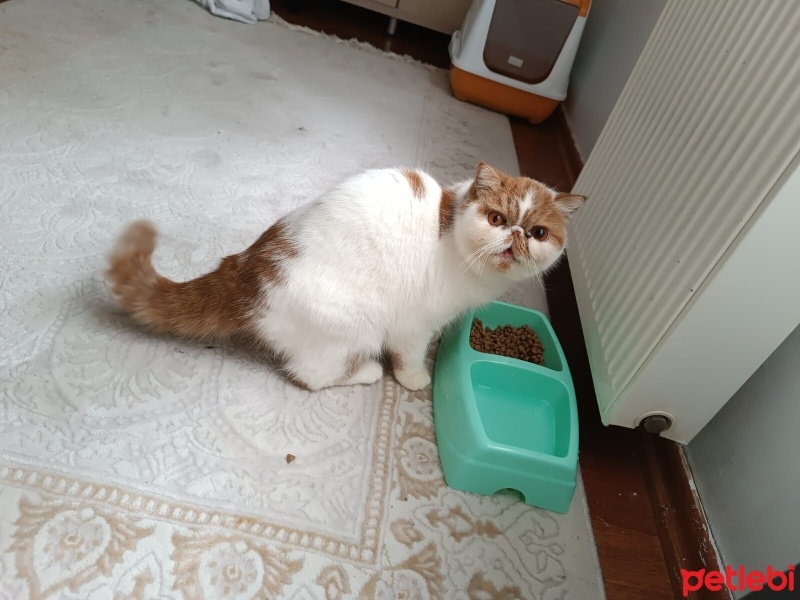 İran Kedisi (Persian), Kedi  tarçın fotoğrafı
