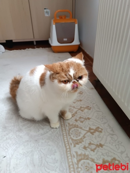 İran Kedisi (Persian), Kedi  tarçın fotoğrafı