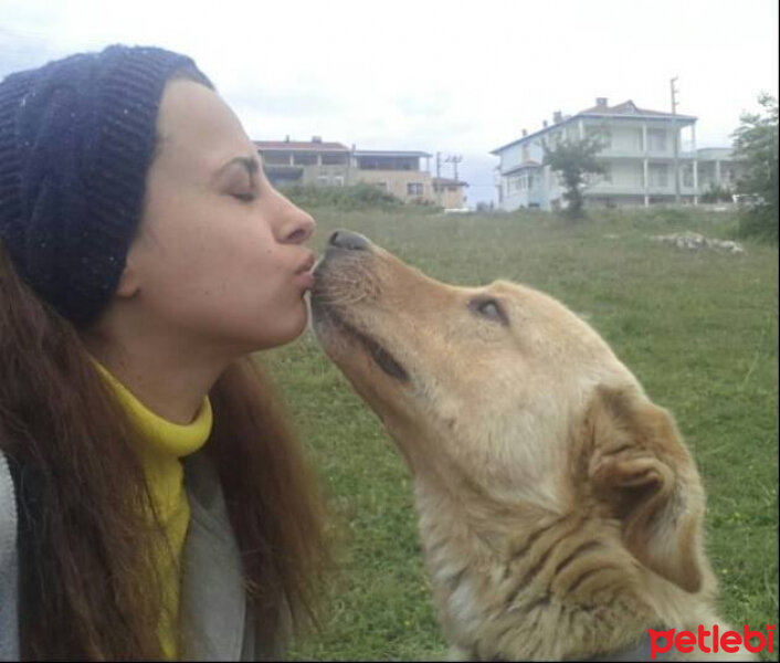 Sokö (Sokak Köpeği), Köpek  Efe fotoğrafı