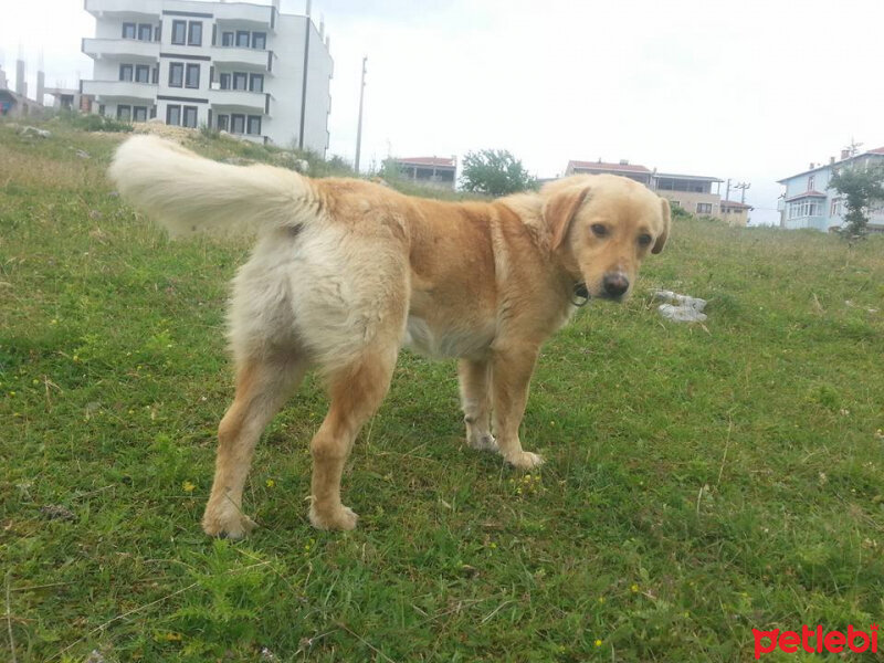 Sokö (Sokak Köpeği), Köpek  Efe fotoğrafı