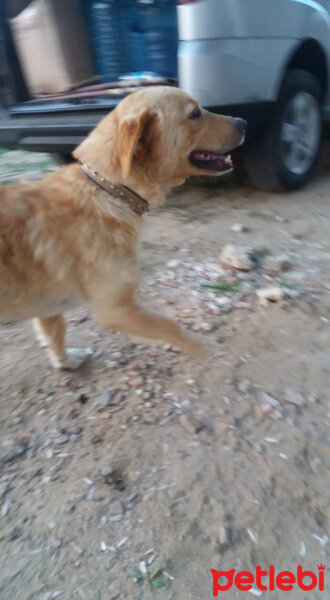 Sokö (Sokak Köpeği), Köpek  Efe fotoğrafı