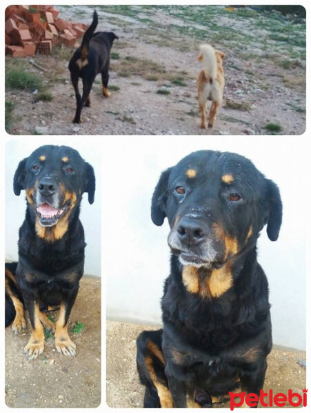 Rottweiler, Köpek  Apo fotoğrafı