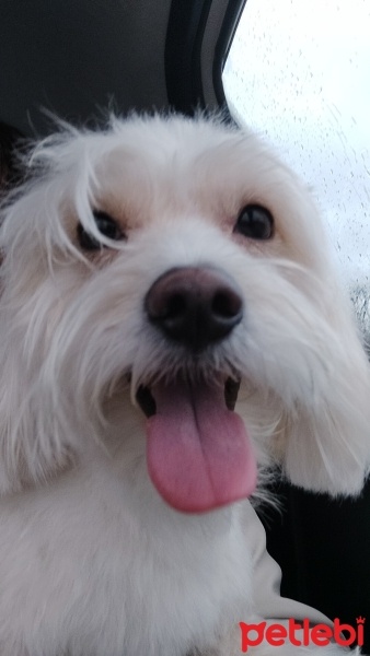 Maltese, Köpek  Bulut fotoğrafı
