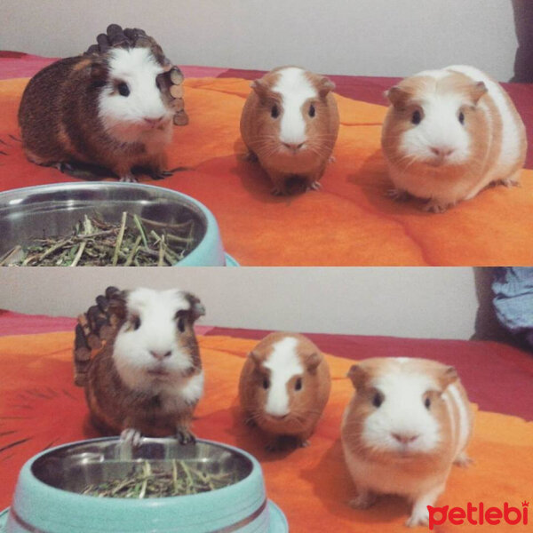 Guinea Pig, Kemirgen  Kimyon, Tarçın, Köri fotoğrafı