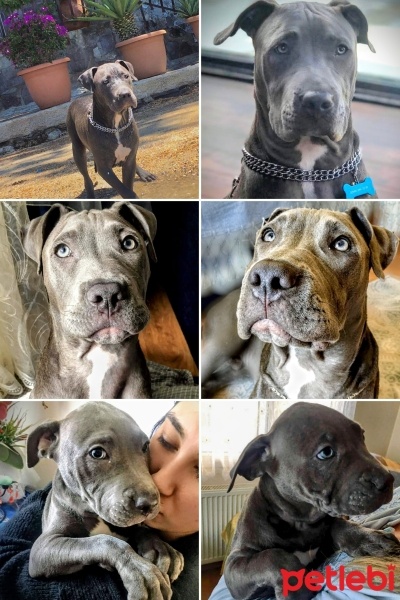 Amerikan Staffordshire Terrier, Köpek  Efe fotoğrafı