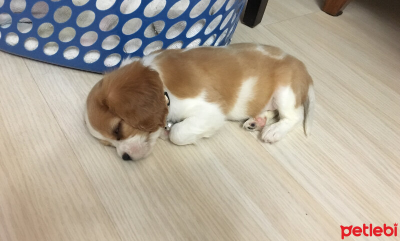 Cavalier King Charles Spanieli, Köpek  Simba fotoğrafı