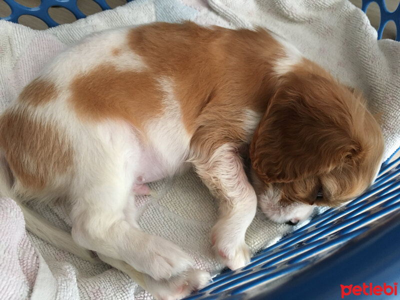 Cavalier King Charles Spanieli, Köpek  Simba fotoğrafı