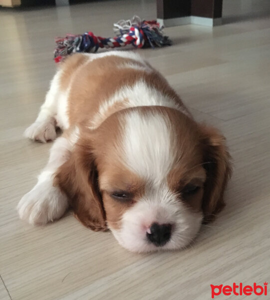 Cavalier King Charles Spanieli, Köpek  Simba fotoğrafı