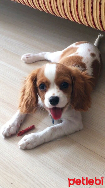 Cavalier King Charles Spanieli, Köpek  Simba fotoğrafı