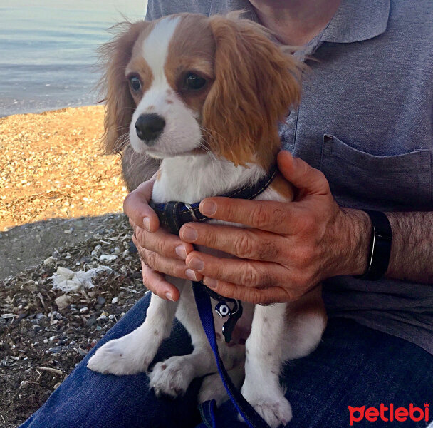 Cavalier King Charles Spanieli, Köpek  Simba fotoğrafı