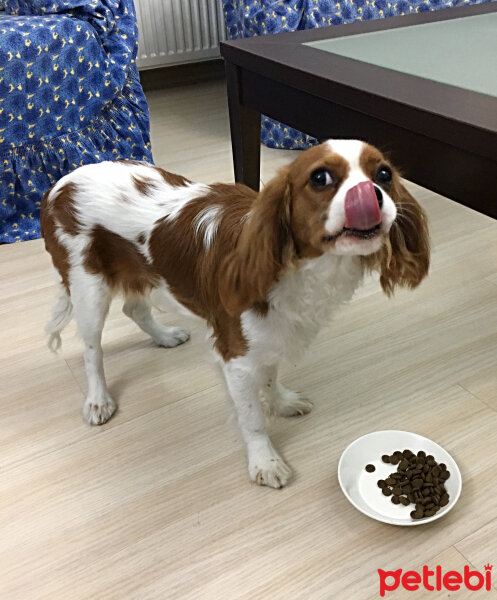 Cavalier King Charles Spanieli, Köpek  Simba fotoğrafı