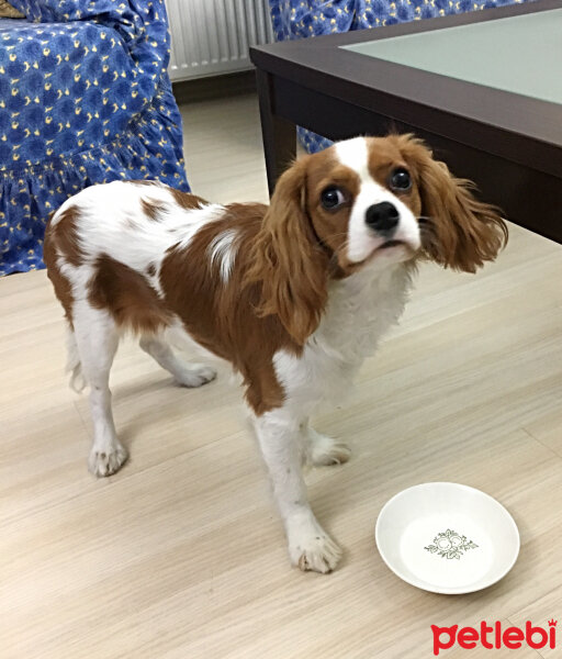 Cavalier King Charles Spanieli, Köpek  Simba fotoğrafı