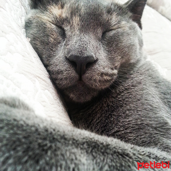 British Shorthair, Kedi  Üzüm fotoğrafı