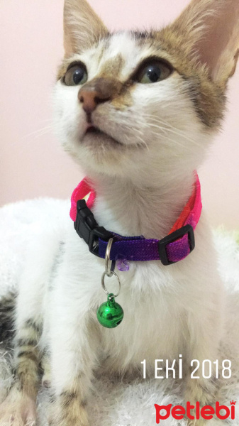 Tekir Kedi, Kedi  Şanslı fotoğrafı
