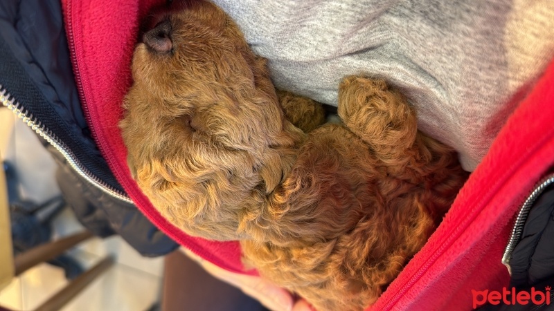 Poodle (Minyatür Kaniş), Köpek  Mio fotoğrafı