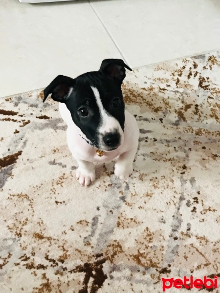 Jack Russell Terrier, Köpek  Maylo fotoğrafı