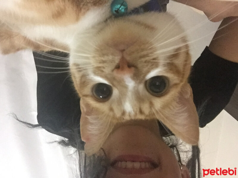 Tekir Kedi, Kedi  Şila fotoğrafı