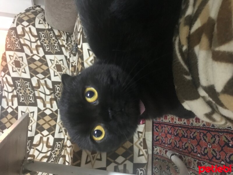 Scottish Fold, Kedi  beti fotoğrafı