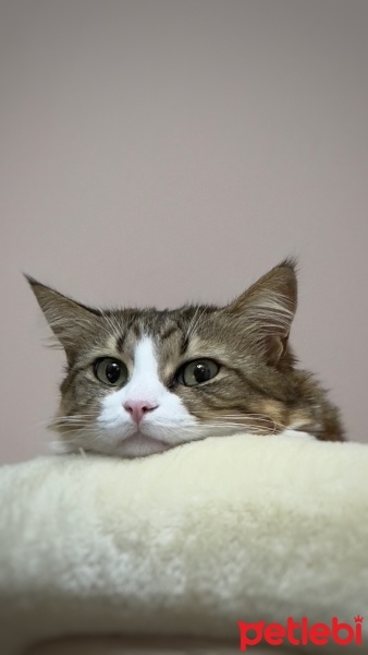 Tekir Kedi, Kedi  Molly fotoğrafı
