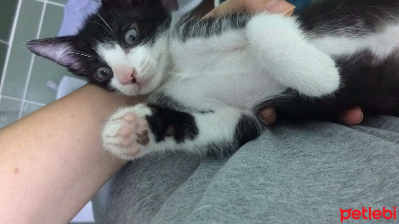 Tekir Kedi, Kedi  Korsan fotoğrafı