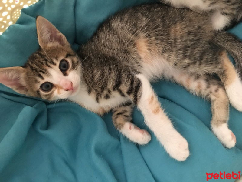 Tekir Kedi, Kedi  Mini fotoğrafı