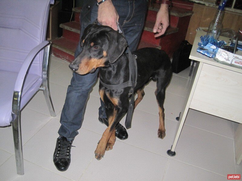 Doberman Pinscher, Köpek  LEON fotoğrafı