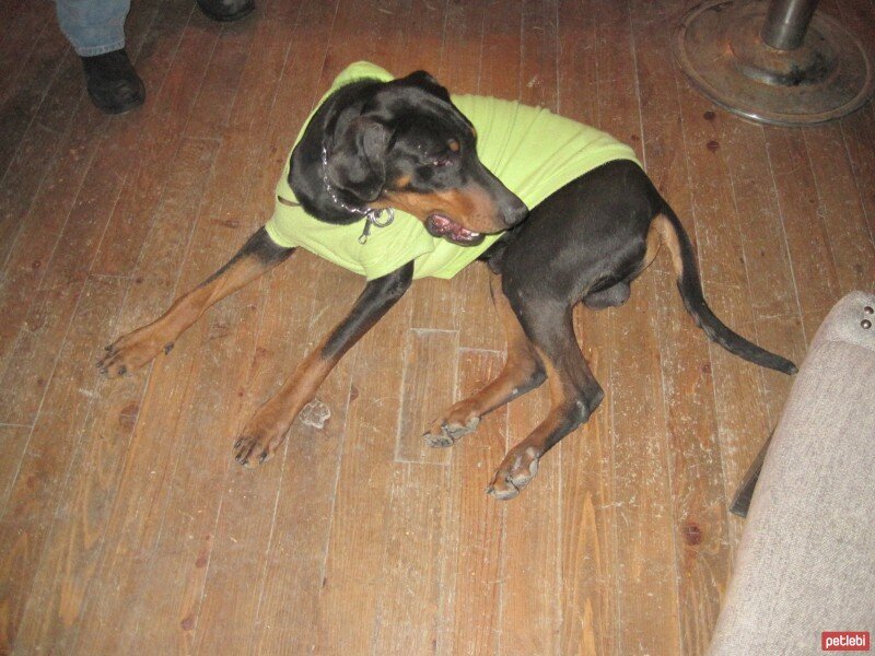 Doberman Pinscher, Köpek  LEON fotoğrafı