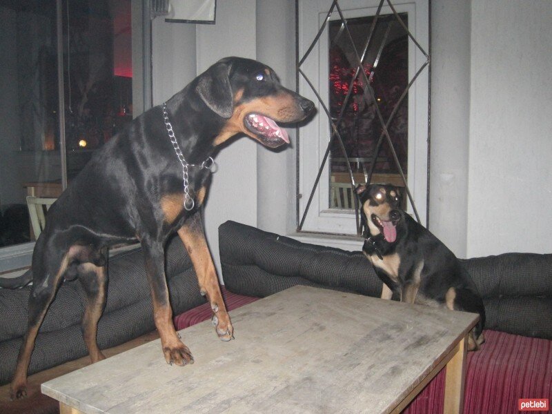 Doberman Pinscher, Köpek  LEON fotoğrafı