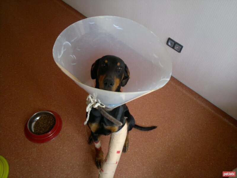 Doberman Pinscher, Köpek  LEON fotoğrafı